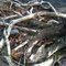 Creek-side roots