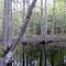 Marsh near McAlisterville