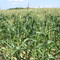 Corn field outside Ruffs Dale