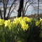 Daffodils from Cooper River Park near Collingswood