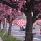 Cherry Hill's Cherry Blossoms - Chapel Avenue