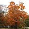 Fall Color