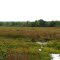 Marsh