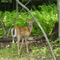 Treasure Lake deer