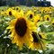 Field of Sunflowers