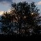 Silouette