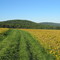Stouts Valley Soybeans