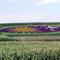 Flower Scene from Train Ride