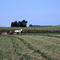 Farming Amish style