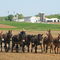 Amish 8 Mule Power