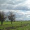A big pasture for the horses