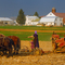 Amish Afternoon