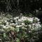 Mountain laurel in Bloom