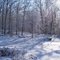 Snowy Morning