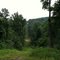 Woodland Lookout