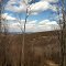 A day in the woods