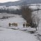 Cows in the snow