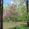 Redbud on Sangamon River