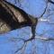 Sycamore (photo de Julien)