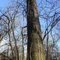Oak