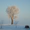 Iced Hackberry Standing Strong