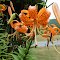 Tiger Lilly