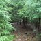 Loyalsock Trail hollow