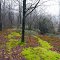 Parts of the trail on Sullivan Mountain were covered in a dense carpet of moss