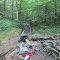 Under the Hemlock Canopy