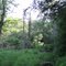 Company Swamp - Bruce Lake Natural Area - June 09
