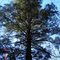Majestic Hemlock Promised Land SP