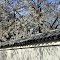 Shofuso Japanese House and Garden