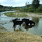 cows in river