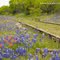 Bluebonnets and Railbed