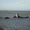 Whale Bones