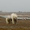 Polar Bear Mom & Cub