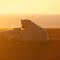 Polar Bears at sunset