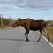 moose near Fort Greely