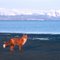 Cold Bay Red Fox