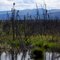 Near Central, a few years after a wildfire, June 2009