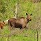 Cow moose and calf