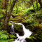 Alaskan Rainforest - RainForestTreks.com