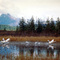 Tumpeter Swans, Cordova, AK