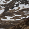 caribou in mid-April