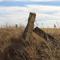 Limestone fence posts; near Wilson Lake,KS