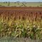 Sorghum & Hay