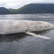 Whale killed after being tangled in rope