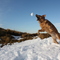 Hobbs the wonder dog on top of Ballyhoo