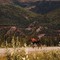 Moose crossing the road