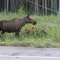 2010-06-28 Moose enjoying the Roadside Pasture